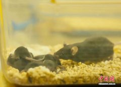 “太空小鼠”返回地面后孕